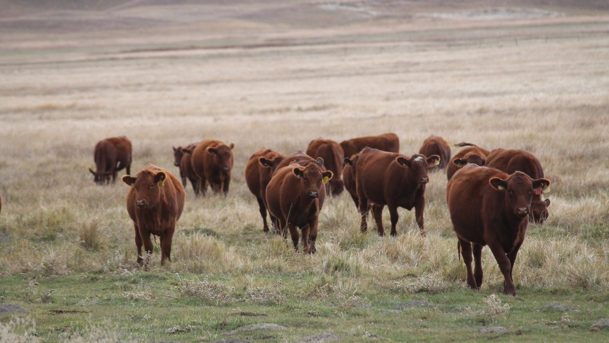 beef_educator's tweet photo. Just a reminder USDA's Pasture Rangeland Forage Insurance deadline is this week (Dec 1).
Read more about it or listen to a producer's perspective (~22min) at https://t.co/za9ebYEV1f
#prfinsurance https://t.co/Qf10EAnknu