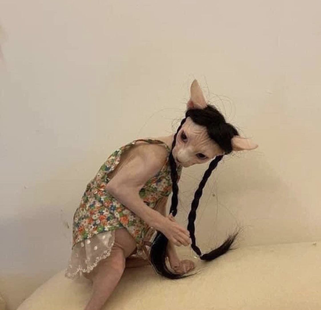 CatLadyPlow's tweet photo. @Simon100902 @WholesomeMeme https://t.co/5Afrbmr7oc