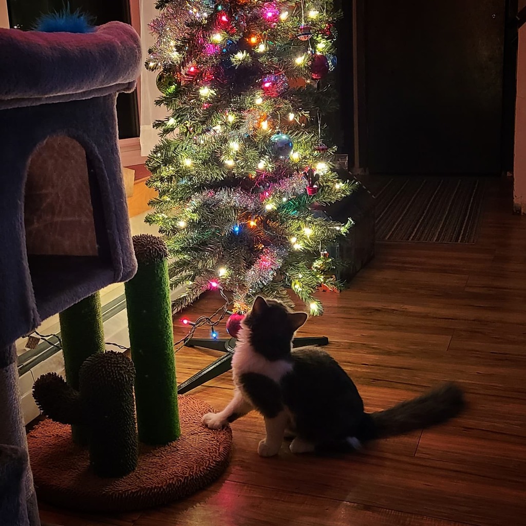 MegApexArt's tweet photo. Evelyn...❤😻🎄❤

#catmas #kitten #christmas #christmastree #penciltree #cozy #christmasspirit https://t.co/2Ok25F067n https://t.co/bivG7Lwloh