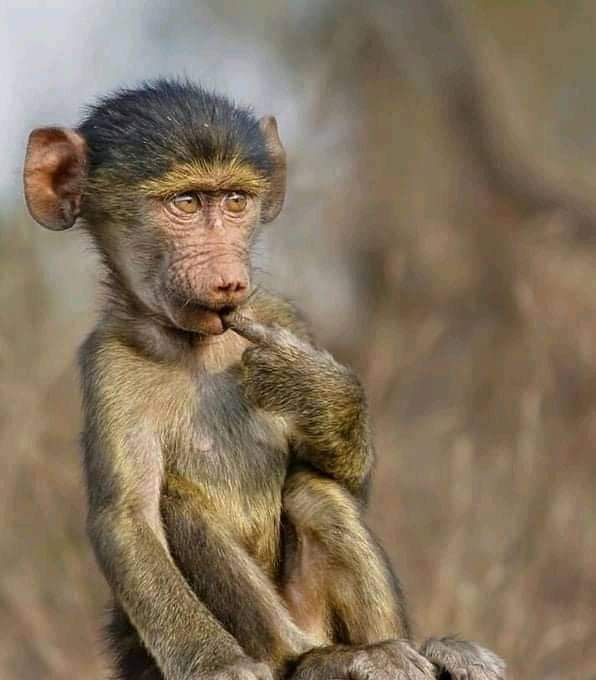 Bkay04's tweet photo. We get engaged in dumb arguments at times one that I have been in is that iToyota ye South Africa iqine ukudlula eye Japan. #DumbArgument https://t.co/PbBgCnwRsG