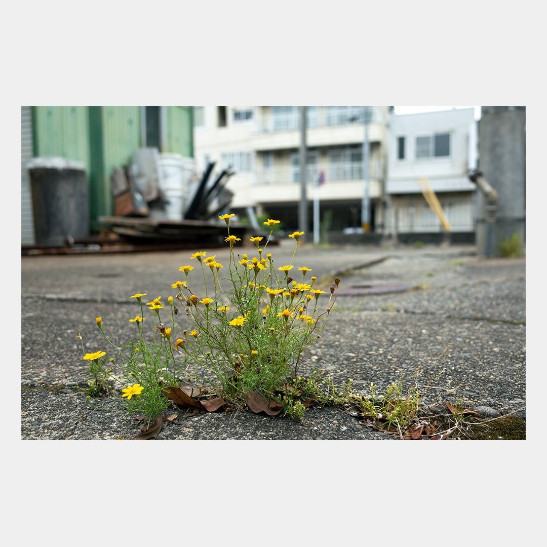 emusuke_m's tweet photo. #emusuke #写真 
#photo #photography 
#花 #flower https://t.co/hWUkTPL2mC