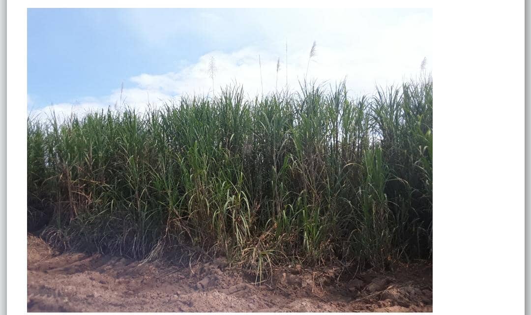 moz_ismail's tweet photo. #Umaskini wa fikra ni tatizo kubwa kwa nchi zetu. Imagine #Tanzania ni nchi ya kilimo >70%, lakini kugeuza muwa kuwa sukari ni tatizo. Soko tunalo wenyewe. Value chain nzima kwenye kilimo ni tatizo. Tumefocus kwenye magumu na tumeacha marahisi tunayoyaweza. Tuamke. https://t.co/kryJ6tzdOt