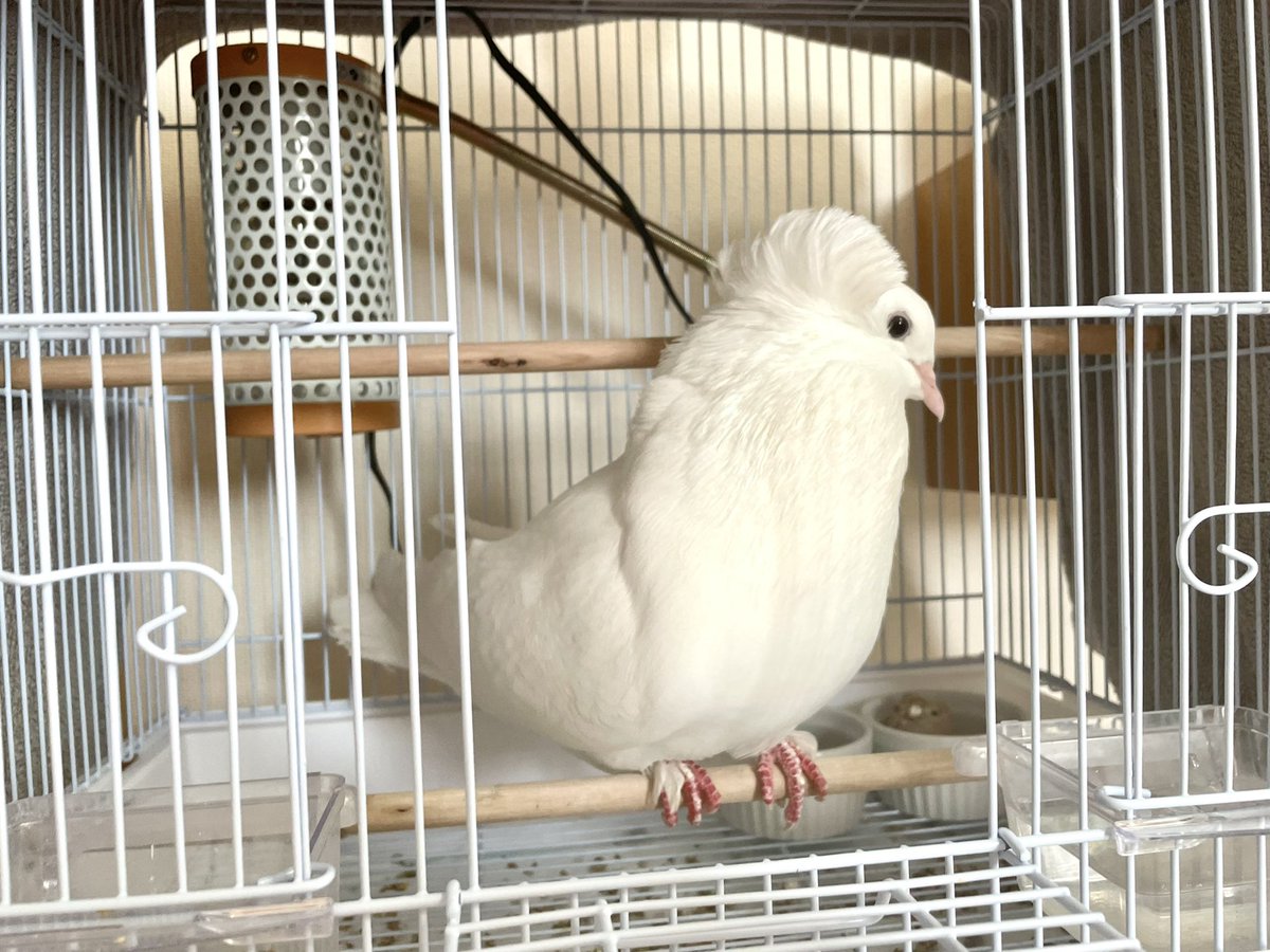 ハト日記 tweet media