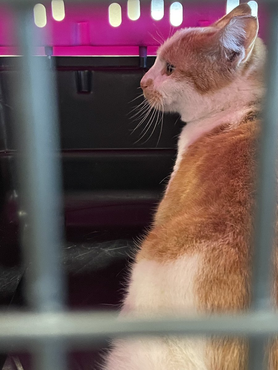 Michelle Hektor tweet media