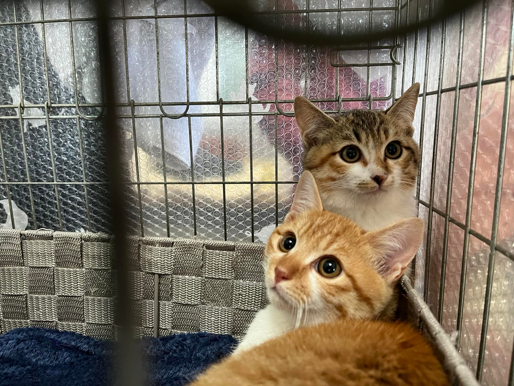 一般社団法人福岡ねこともの会サポートクラブ Nekotomoclub Twitter