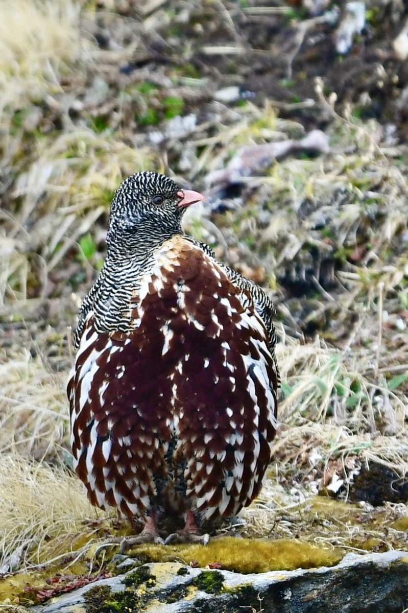 MukulWasnik's tweet photo. Snow Partridge at Chandrashila, Uttarakhand. #birds #birding #wildlife https://t.co/bSL9Yf7p2D