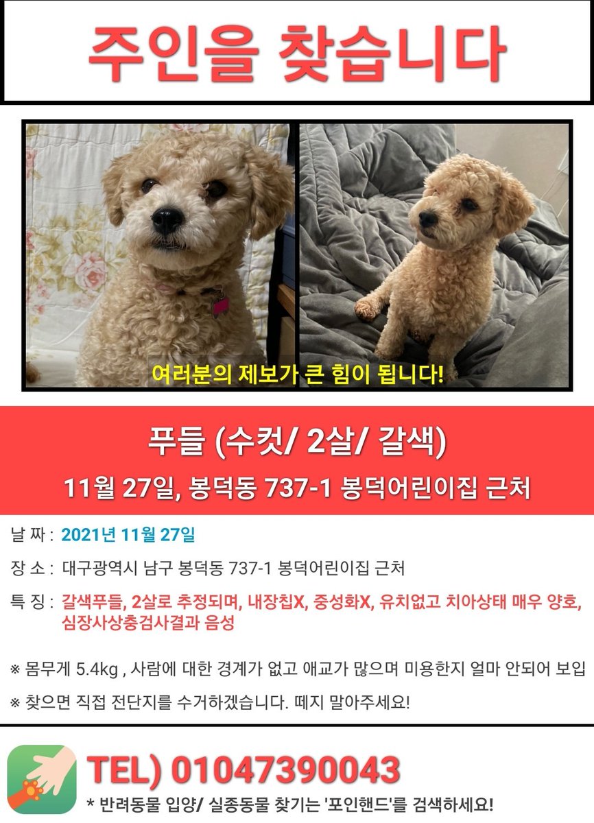kim_summer_da's tweet photo. 대구나 인근지역분들 중에 아이를 찾고 계신분들은 한번만 봐주시고 연락부탁드리겠습니다
#대구유기견 https://t.co/Z6dxZxu5co