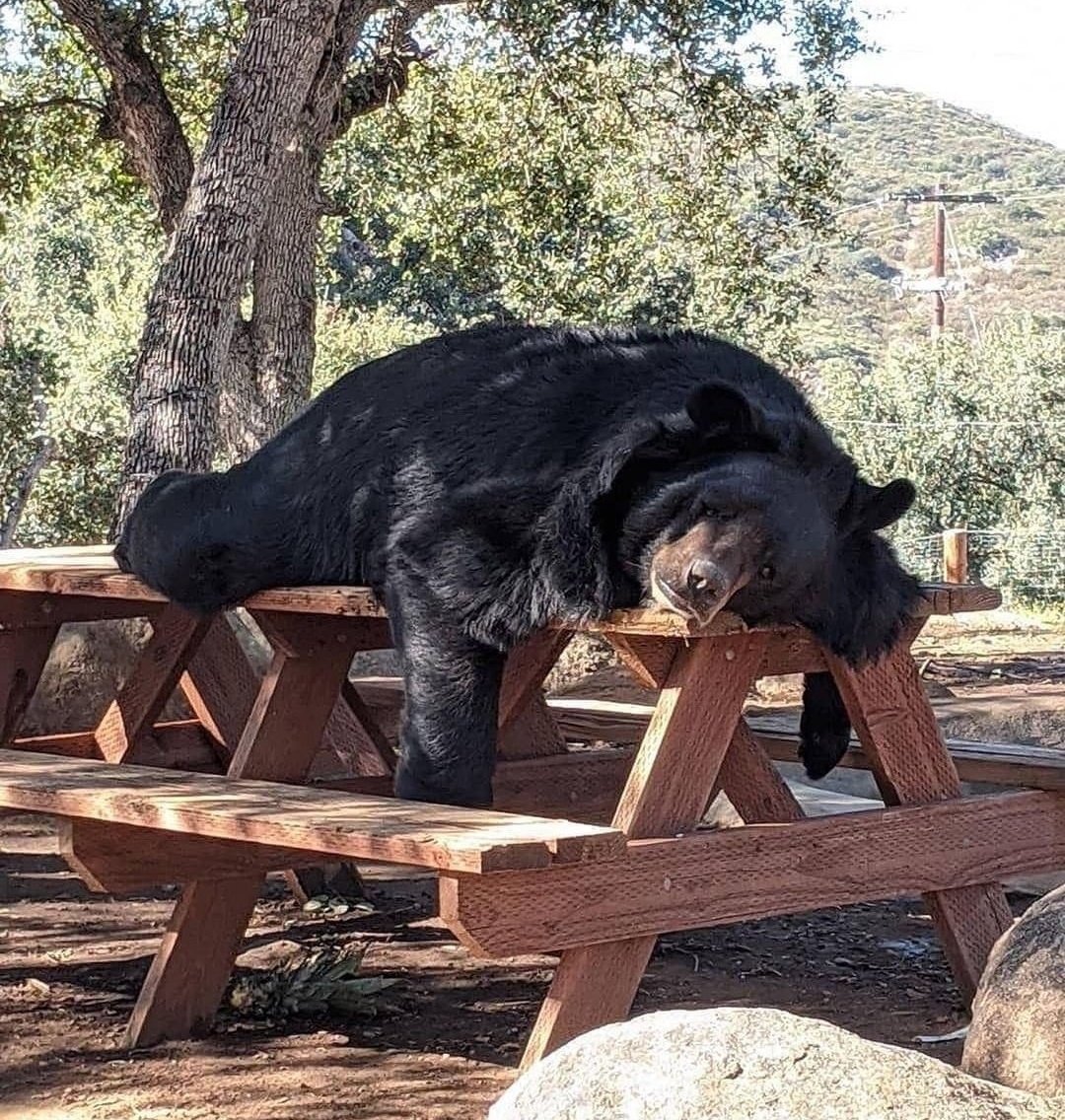 MALACARA tweet media