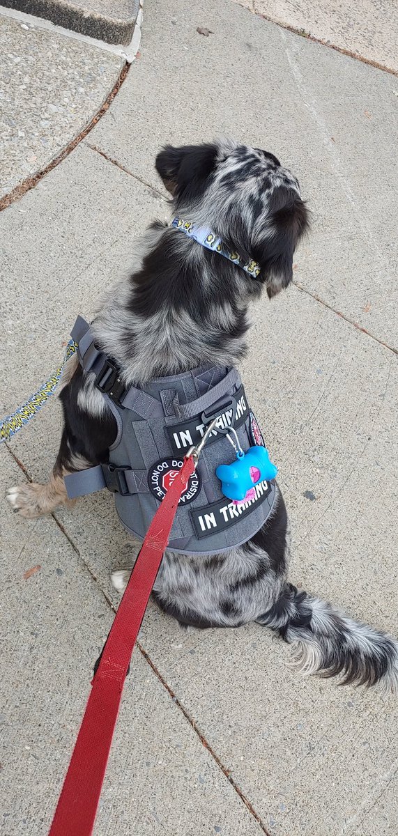 GriffinGoofy's tweet photo. 😶‍🌫️Mum says I'm not grounded no more!!!🤩 She thinks I's a lil afraid of stuff n get too excited so she's teaching me to stop 🛑 and relax. 🥰 She gots me a new icefang harness 😎 don't I look handsome??? (Patches read "in training" and "stop do not distract do not pet") https://t.co/4dV6zmx5qr
