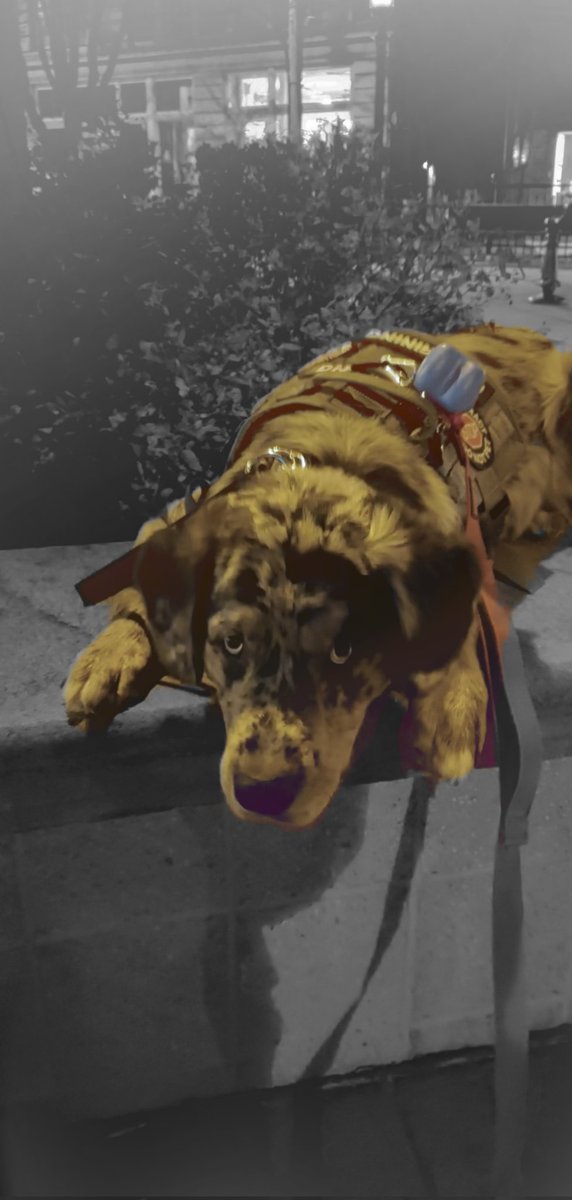 GriffinGoofy's tweet photo. 😶‍🌫️Mum says I'm not grounded no more!!!🤩 She thinks I's a lil afraid of stuff n get too excited so she's teaching me to stop 🛑 and relax. 🥰 She gots me a new icefang harness 😎 don't I look handsome??? (Patches read "in training" and "stop do not distract do not pet") https://t.co/4dV6zmx5qr