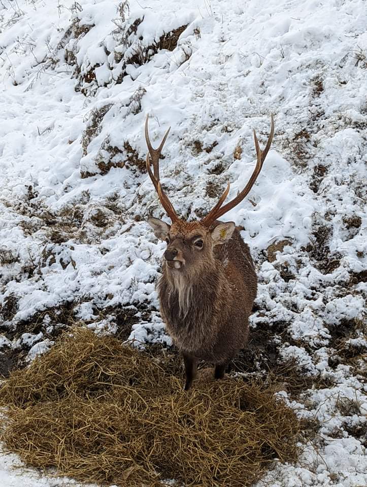 yanickpiche's tweet photo. Spent the weekend at a chalet playing #dnd5e w/fam &amp; friend. Our neighbor was a wapiti 🦌 Typical #quebeclife https://t.co/DiCjvtGtS9