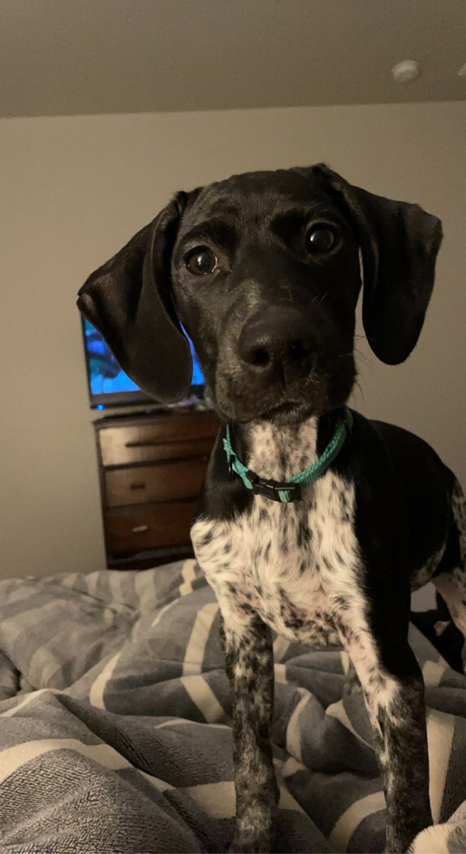 serenaboo33's tweet photo. Since I haven’t posted our newest baby yet. This is Kimber 🥺🐶 https://t.co/Ftn5t48V4V