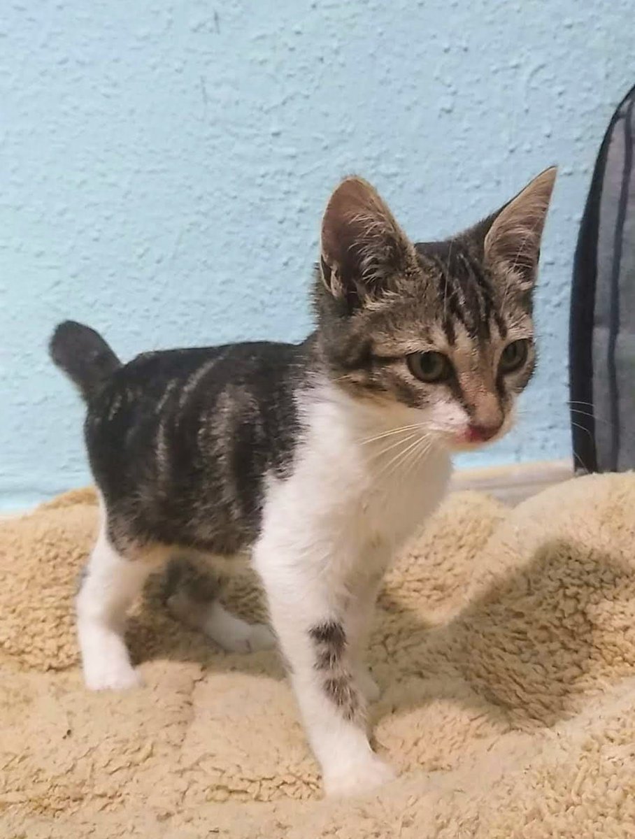 ElSindigato2021's tweet photo. #BuenosDias #FelizInicioDeSemana #MUDITO es esta preciosa bolita de 3 que meses busca #hogar. Es muy bueno, alegre y simpático, se ha criado con perros y tiene un carácter extraordinario, amigable y juguetón💘#Valencia Silvia 635 12 78 55 #AdoptaNoCompres #gatos https://t.co/iPINJBakhE