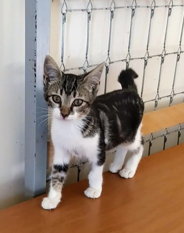 ElSindigato2021's tweet photo. #BuenosDias #FelizInicioDeSemana #MUDITO es esta preciosa bolita de 3 que meses busca #hogar. Es muy bueno, alegre y simpático, se ha criado con perros y tiene un carácter extraordinario, amigable y juguetón💘#Valencia Silvia 635 12 78 55 #AdoptaNoCompres #gatos https://t.co/iPINJBakhE