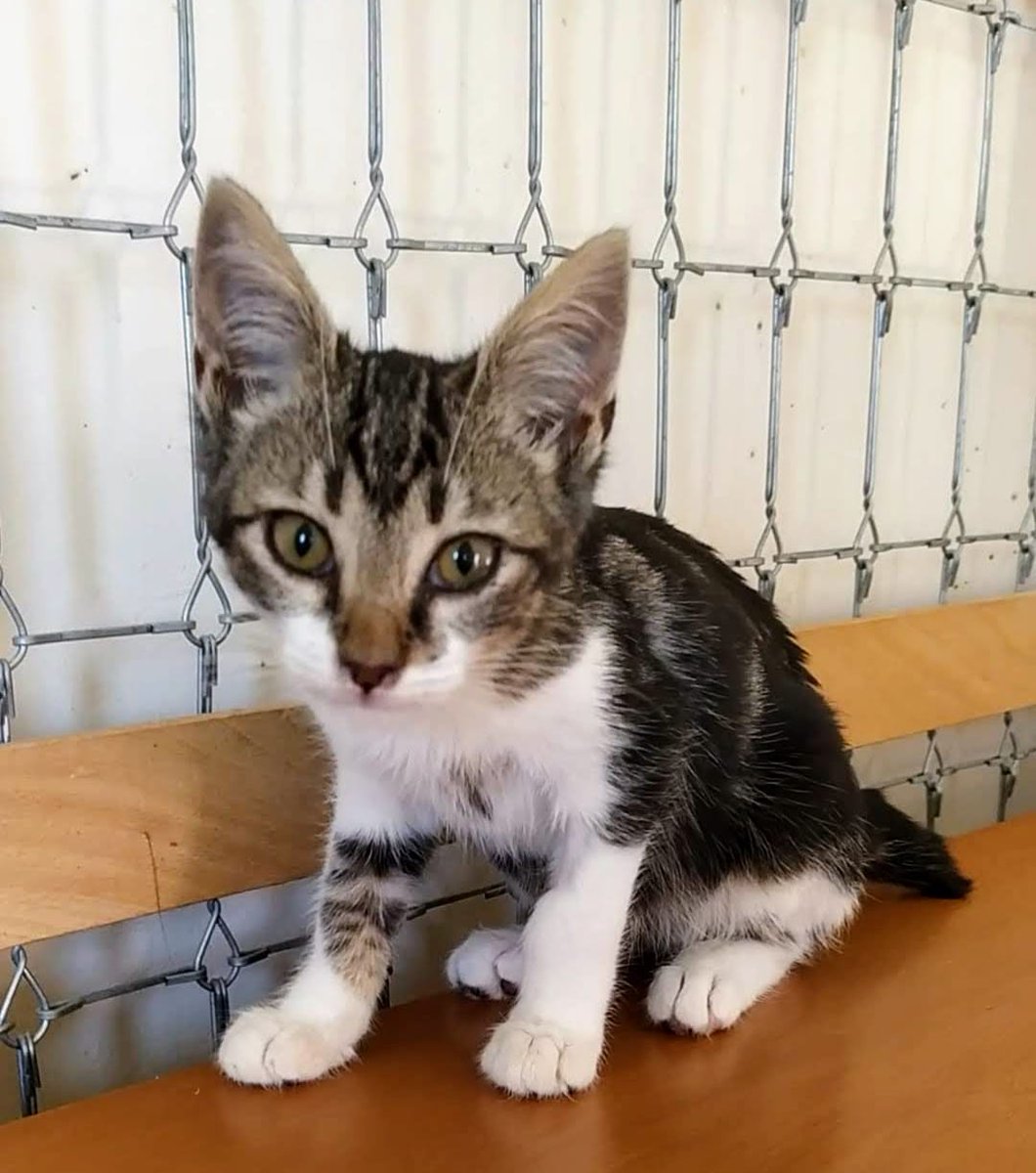 ElSindigato2021's tweet photo. #BuenosDias #FelizInicioDeSemana #MUDITO es esta preciosa bolita de 3 que meses busca #hogar. Es muy bueno, alegre y simpático, se ha criado con perros y tiene un carácter extraordinario, amigable y juguetón💘#Valencia Silvia 635 12 78 55 #AdoptaNoCompres #gatos https://t.co/iPINJBakhE