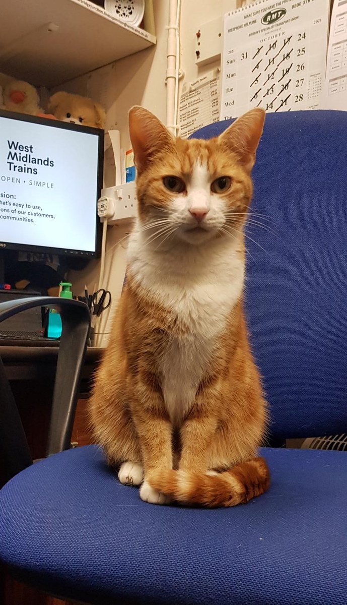 TheStourbridge's tweet photo. Good morning and welcome to marvellous marmalade Monday

Anxiety can happen when you think you have to figure out everything all at once
Breathe. 
You're strong. 
Take it day by day, You got this.

#cats #CatsofTwittter #MondayMotivation https://t.co/bM0kaJ56bq