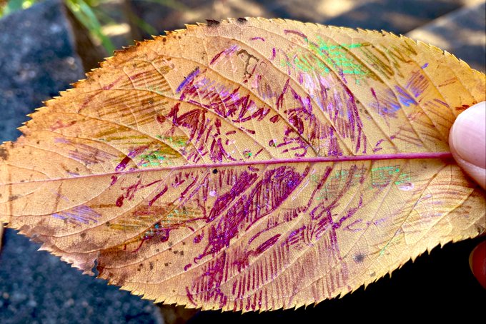 葉っぱにお絵描き 