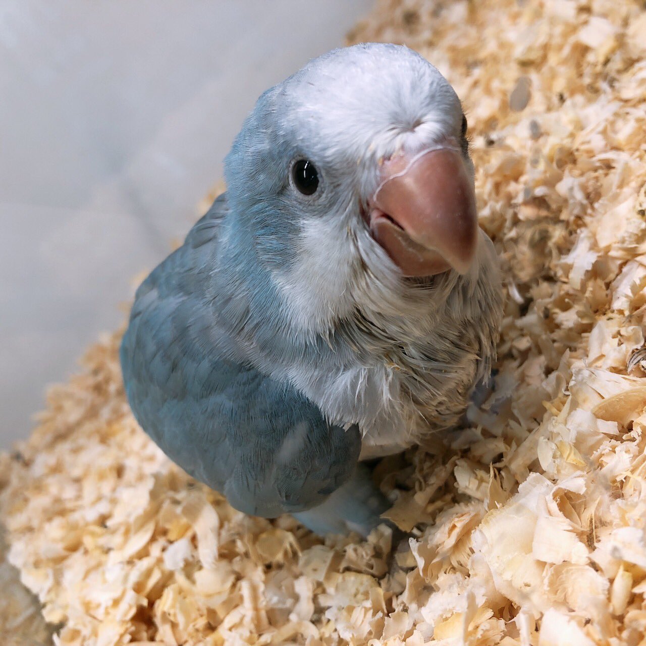 オキナインコパステルブルー Twitter Search Twitter