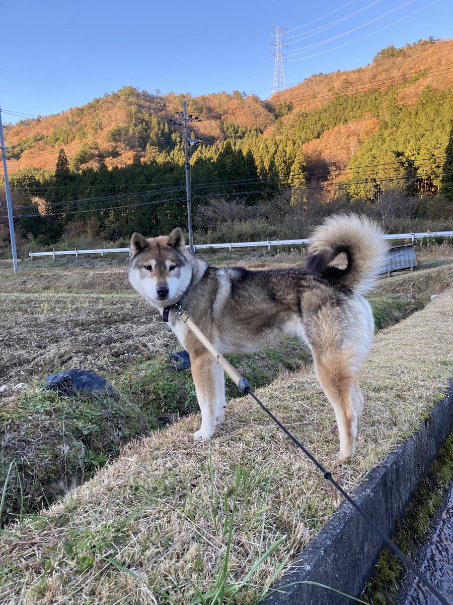 mapy95292644's tweet photo. 夕日に映える紅葉と四国犬マヨ https://t.co/G8jyO1vBm8