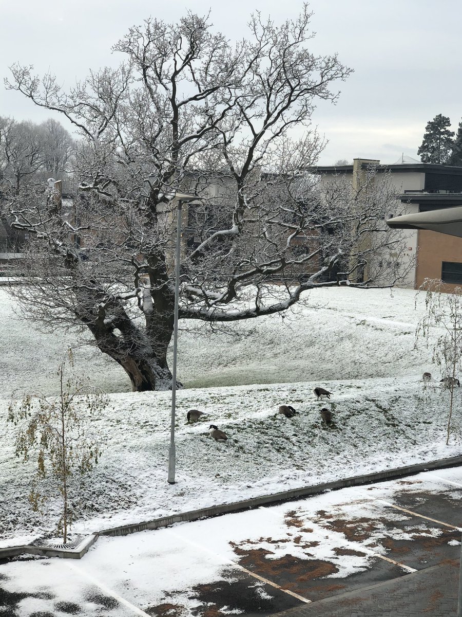 _JohnCase's tweet photo. View this morning from our new UK/I office. We’re just settling in here.  #canadiangeese are feeling quite at home too with this recent UK weather. https://t.co/kR0OQuODMB