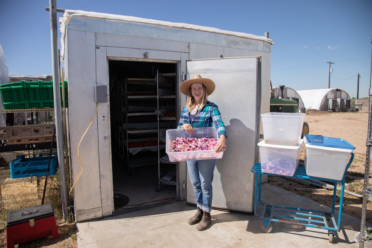 Curious how we dry herbs at Purple Sage? We made a video to show you our HUGE (to us) dehydrator that Tim built last year. Check it out in our latest newsletter.  - mailchi.mp/59f47c357112/d…
