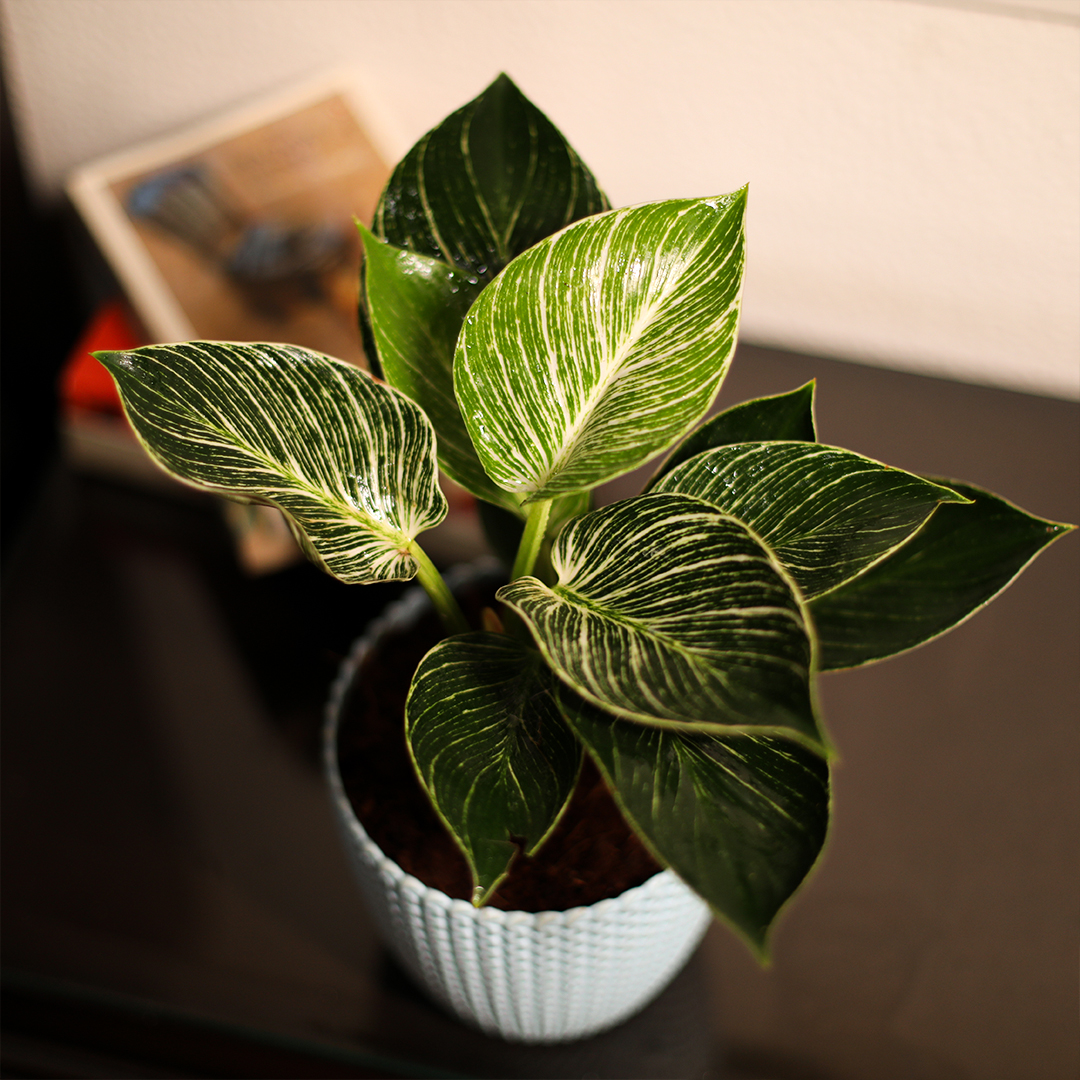 Nurturing_Green's tweet photo. Philodendron Birkin plants are among the most popular, tolerant, and durable of all house plants. They are popular houseplants that add beauty to your home. They also bring peace and prosperity and purify the air. https://t.co/nNw5uj0jjl