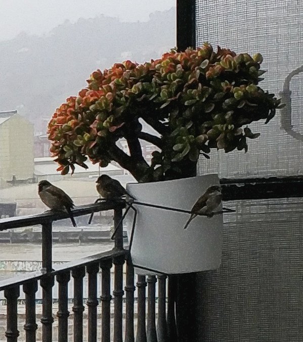 suevigu's tweet photo. A refugio! Con este tiempo que no da tregua aquí encontramos esta estampa!⛈️ Encantada de que los gorriones hayan elegido cobijarse aquí.#gorrión @SEO_BirdLife @arribalasramas  @BosqueHabitado #Ubuntu https://t.co/VsGAWcfAWu