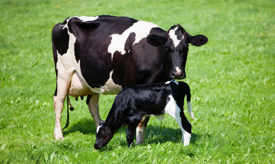 FedelecheFG's tweet photo. #País🇨🇱| Congreso N°46 de SOCHIPA abordó como tema central la “Ganadería inteligente” 🐄
Ampliar antecedentes en https://t.co/ynN4IrShsy 🐮
https://t.co/iTJGpATntx
#leche #elcamponopara #agro #agrochileno #sochipa #inia #produccion #ganadera #ganaderos https://t.co/E16CNtEUYc