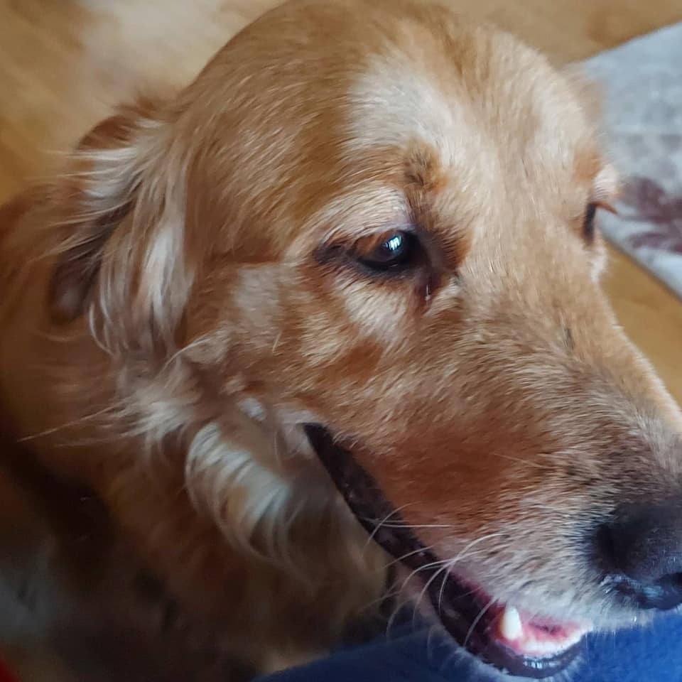 goldengiller's tweet photo. ANKARA / KURTULUŞ GOLDEN BULUNDU ANCAK EVDEKİ DİĞER KÖPEKLE ANLAŞAMADIĞI İÇİN 2 SAAT TUTULABİLECEK !!! SOKAĞA GERİ SALINMADAN SAHİBİ ARANIYOR !!!

İLETİŞİM : 0552 084 10 55

kurtuluş  topraklık Kıbrıs caddesinde  bir golden buldum  fakat 2 saatten  fazla tutamam https://t.co/F9yDlqAYmp