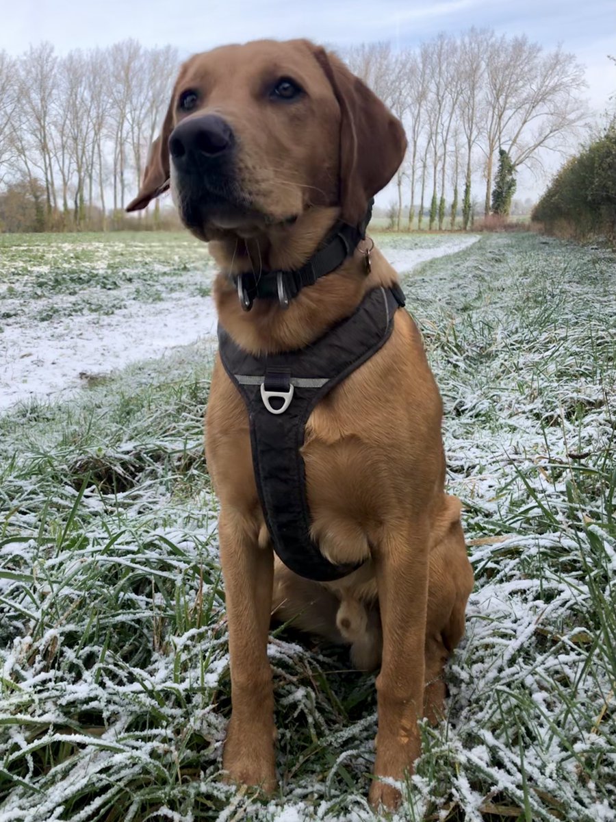 Dylan_the_dog's tweet photo. Dylan and Hank, first snow of the season ❄️ ⛄️ https://t.co/fC1vUOYIFq