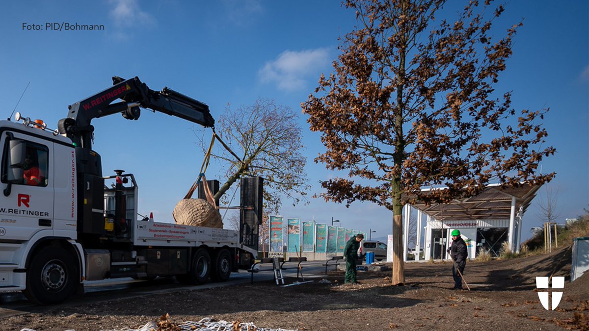 Stadt_Wien's tweet photo. Sechs neue XXL-Bäume machen das Areal am #CopaBeach nicht nur grüner; die 10m hohen Riesen sind 35 Jahre alt und werden an heißen Tagen auch Schatten und Abkühlung spenden. 🌳☀🌳 https://t.co/ojHwdVDmqt