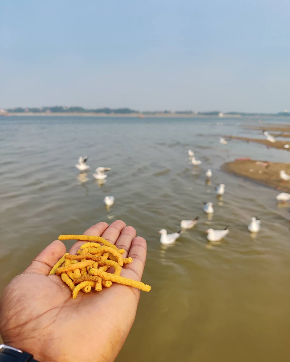 KumbhPrayagraj's tweet photo. Sukoon Subscription in Sangam Prayagraj ❤️
#siberianbirds 
https://t.co/b32ECKiYSj

@KumbhPrayagraj
.
.
#Allahabad #prayagraj  #sangam #sukoon #birds #love #loveyourself #Trending https://t.co/4AkuAX3Aht