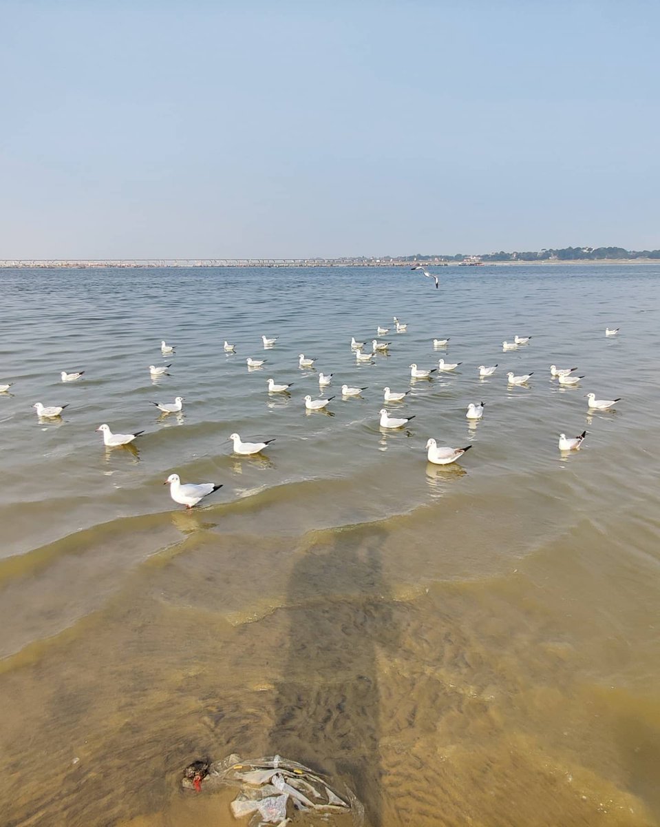 KumbhPrayagraj's tweet photo. Sukoon Subscription in Sangam Prayagraj ❤️
#siberianbirds 
https://t.co/b32ECKiYSj

@KumbhPrayagraj
.
.
#Allahabad #prayagraj  #sangam #sukoon #birds #love #loveyourself #Trending https://t.co/4AkuAX3Aht