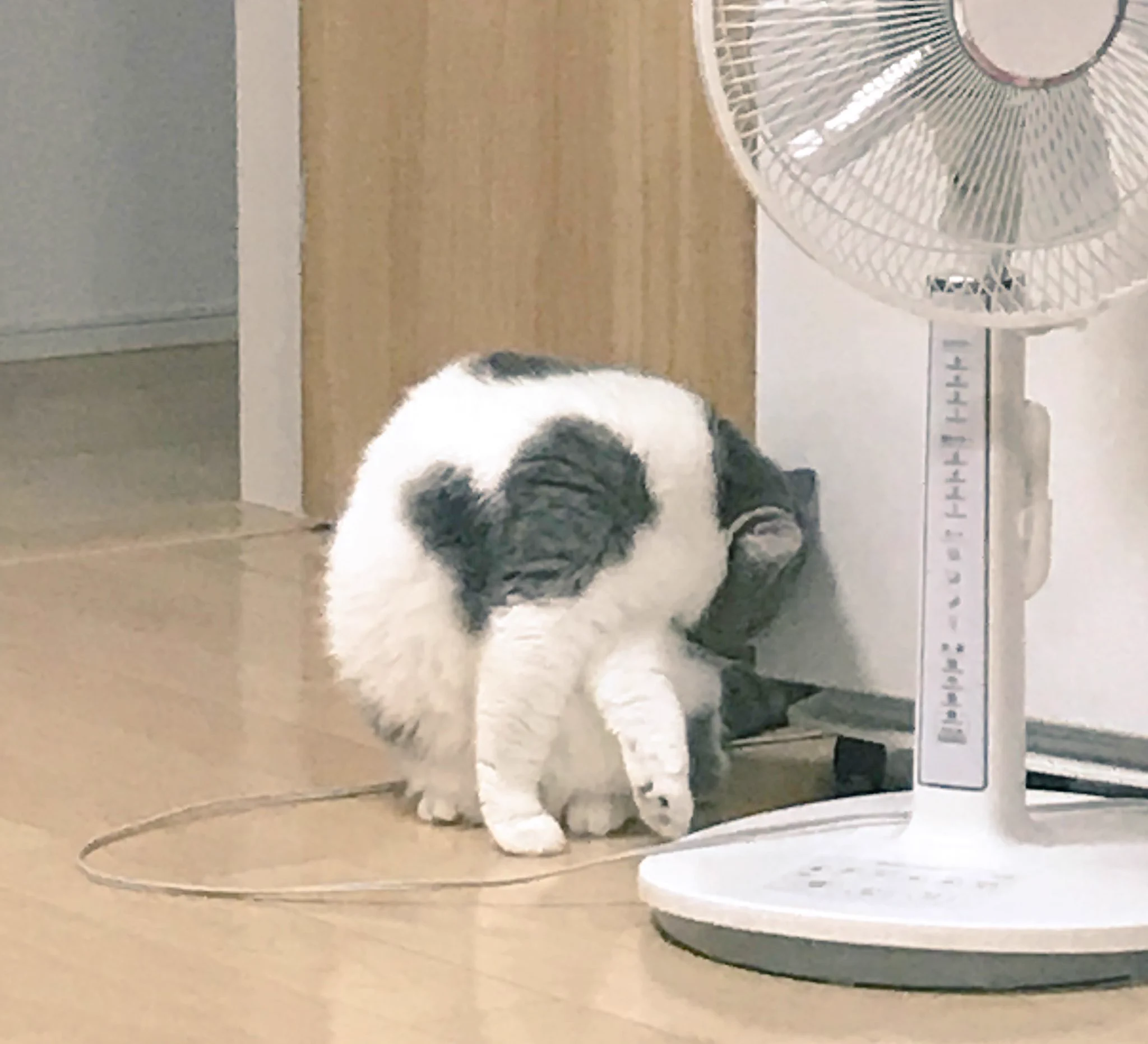 @Sakura73294840 うちの子はハートマークがあります🌷
(小さい頃は2つありました♡♡)
矢印、しかも場所も相まって可愛すぎます😂⬆︎･:*+. 