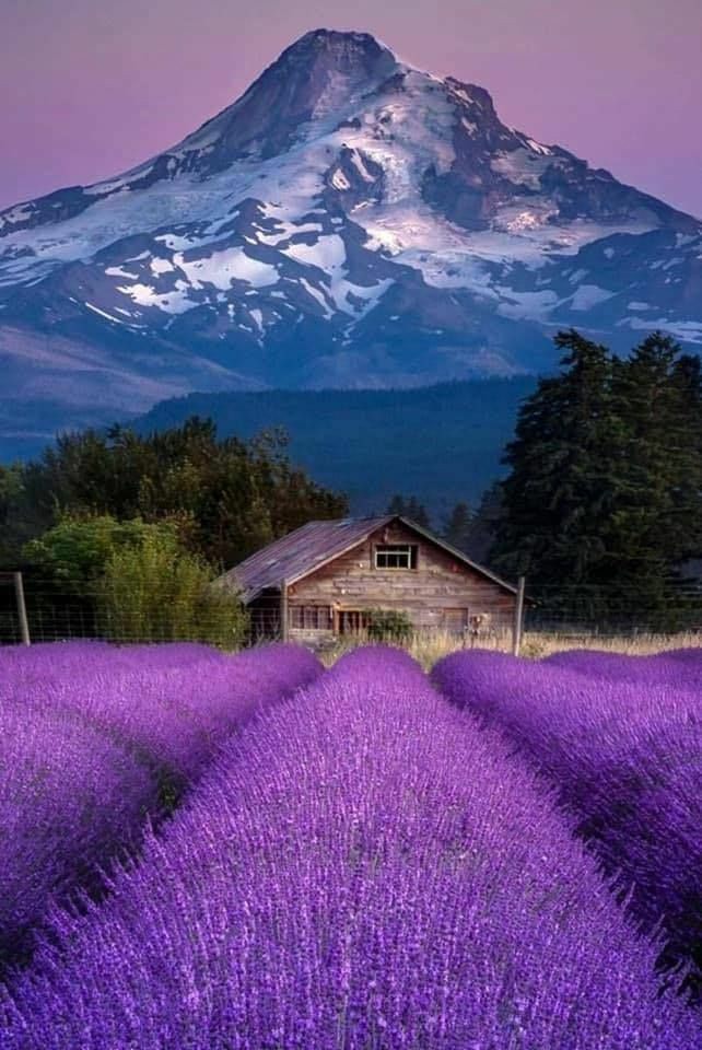 R_Ahmed32's tweet photo. Have a nice day friends.😍
#nature #NaturePhotography https://t.co/VXeYAb2E14