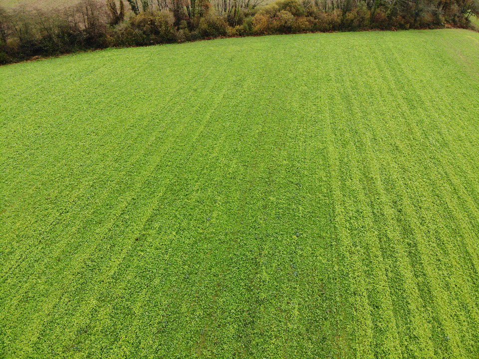 BonaHoun640's tweet image. 2 mois après les semis des #couvertsvégétaux , l’hiver 🌧 est arrivé.
Heureusement que 100 % de la ferme est couverte 🍀
On distingue toujours une hétérogénéité suivant les précédents :
1. 🌻
2. 🌽
3. 🌱 couvert estival
#ACS #COP26 #nitrates #eau #carbone