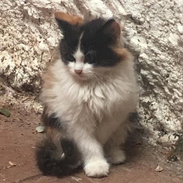 yaseminonal's tweet photo. @EskiKafa10 Bakın bakın sevgiyle büyüyünce ne hale geliyo bakın🤤 https://t.co/V9ZYSCKQm3