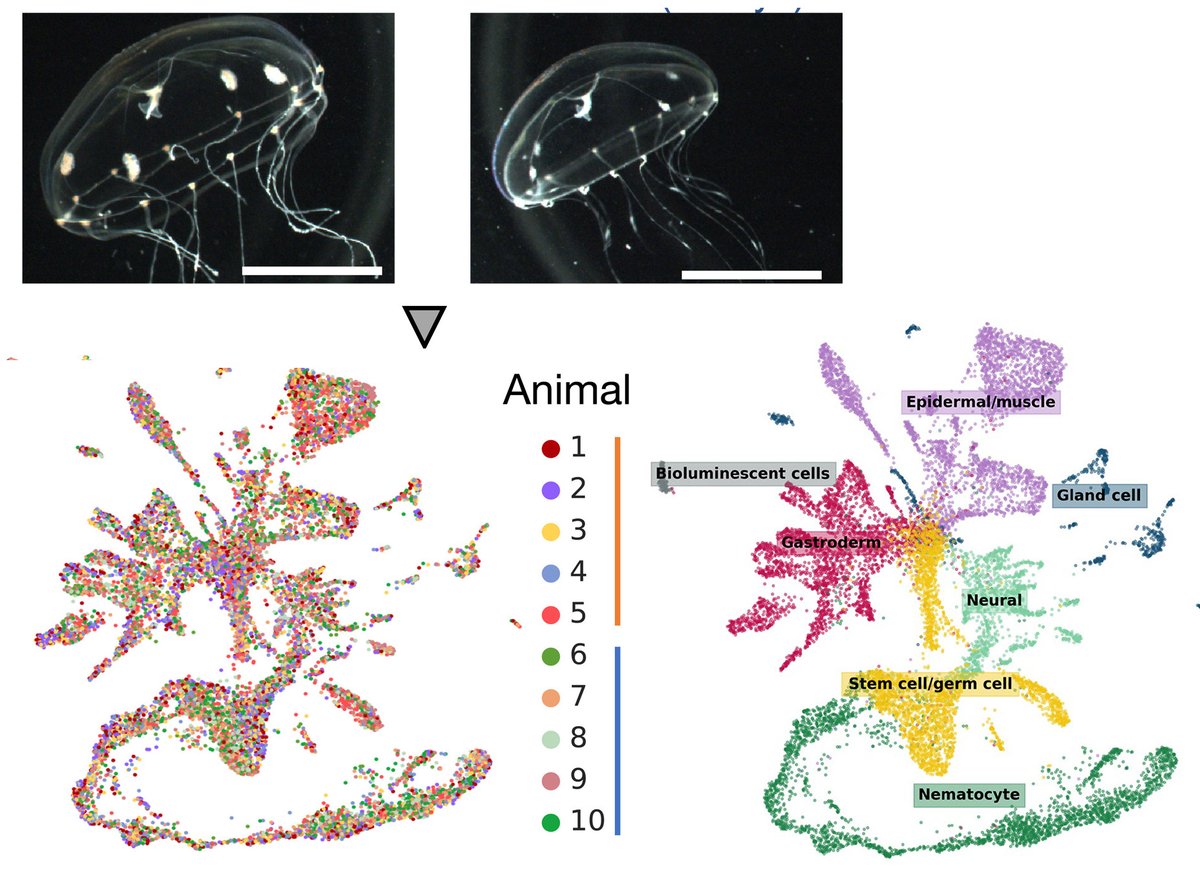 Clytia group LBDV (@clytia_vlfr) on Twitter photo Finally out! - Clytia medusa cell type atlas and WHAMseq. Shoutouts to <a href="/AnnaFerraioli_/">Anna Ferraioli</a> @Leclere_L Sandra Chevalier with @richcopley and our great <a href="/Caltech/">Caltech</a> collaborators Tara Chari, Brady Weissbourd, <a href="/JaseGehring/">Jase Gehring</a>, David J. Anderson & <a href="/lpachter/">Lior Pachter</a> science.org/doi/10.1126/sc… Finally out! - Clytia medusa cell type atlas and WHAMseq. Shoutouts to <a href="/AnnaFerraioli_/">Anna Ferraioli</a> @Leclere_L Sandra Chevalier with @richcopley and our great <a href="/Caltech/">Caltech</a> collaborators Tara Chari, Brady Weissbourd, <a href="/JaseGehring/">Jase Gehring</a>, David J. Anderson & <a href="/lpachter/">Lior Pachter</a> science.org/doi/10.1126/sc…