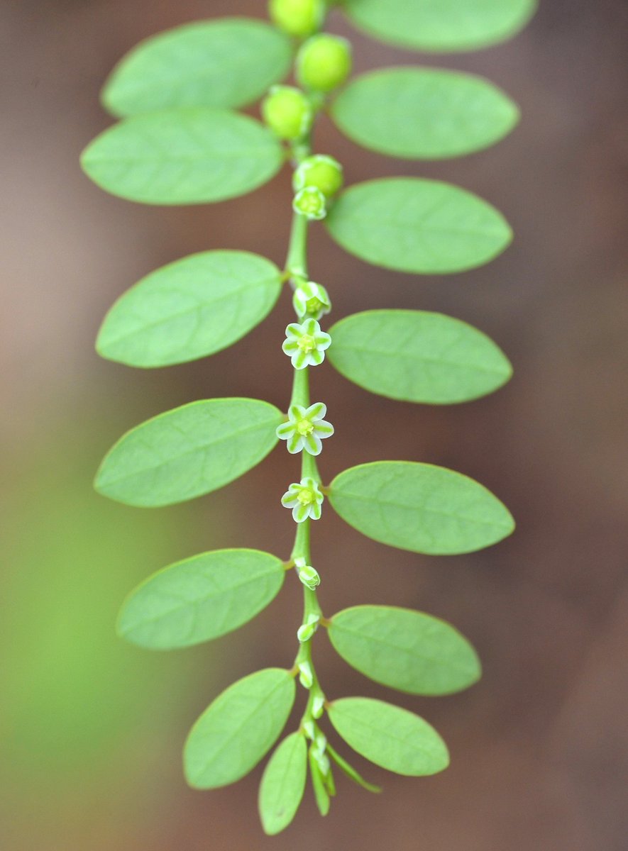 Dainty and pretty, almost like a bracelet created by nature!

If you want to spot these star-shaped flowers of the Child Pick-A-Back, you’ll have to keep your eyes peeled as these flowers are tiny at about 2mm wide!

📷: Lim YaoHui