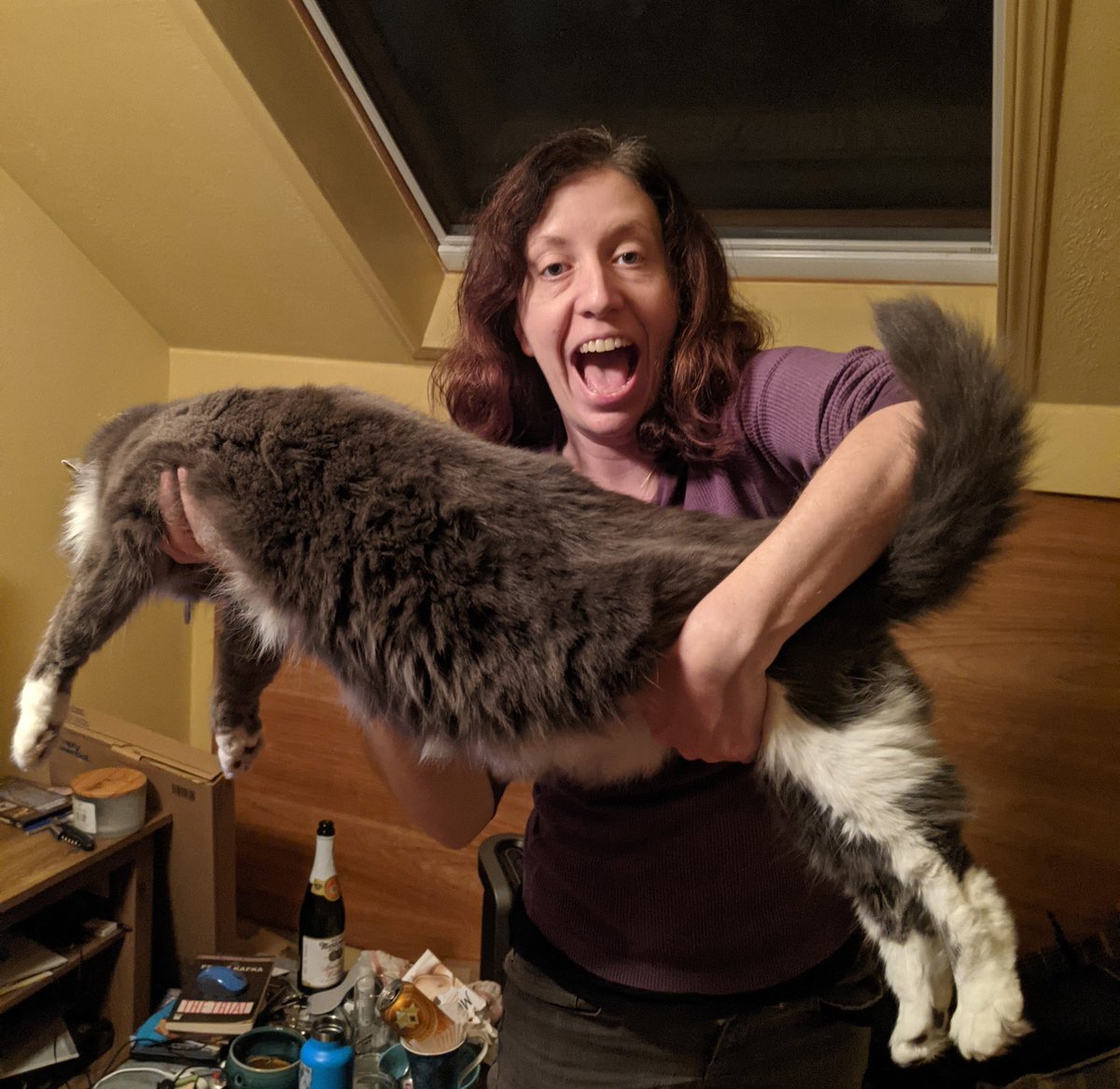 KMackenzieG's tweet photo. @J_Motoki This is our big girl. She's a mix (Mainecoon plus part Norwegian Forest cat &amp; maybe one other breed), so a bit smaller (14+ lbs). They're definitely big majestic cats though, for sure. https://t.co/pLXOy6t79t