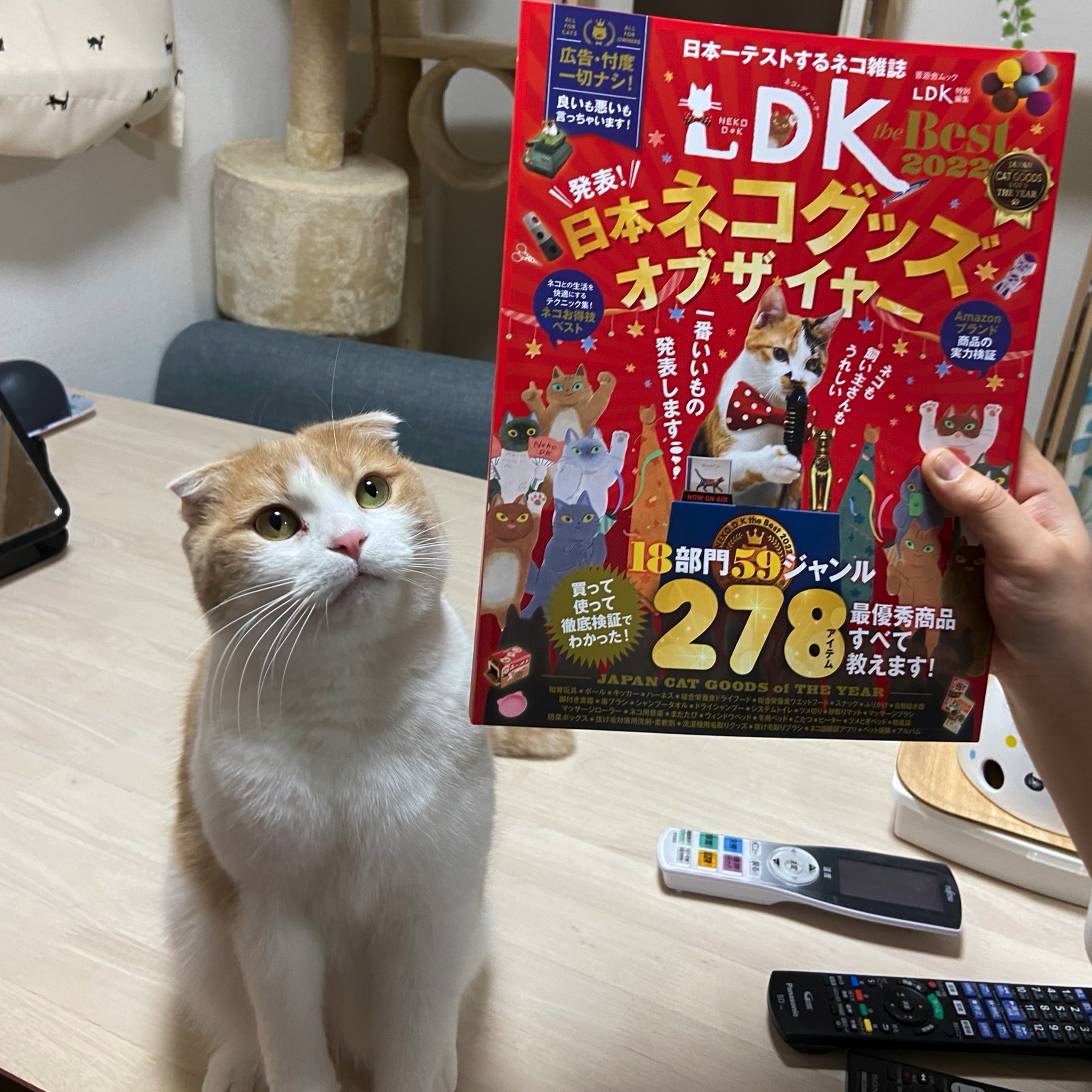 とろ おにく ド田舎の本屋にもやっと店頭に並びました いいねくれた皆様のおかげでもあります 嬉しいなぁ おめでとう とろ ネコdk Ldk T Co E0spmvs2lj Twitter