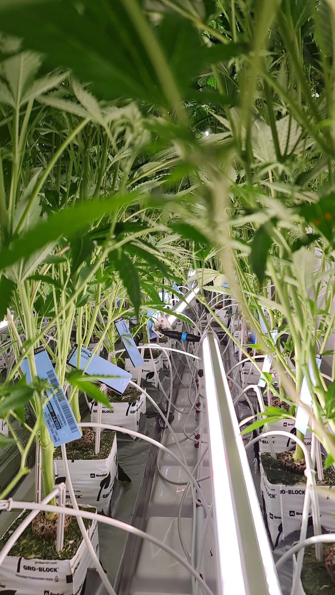 LuoZiv's tweet photo. Indoor cannabis growing under LED interlighting https://t.co/DzLnBGDU3d