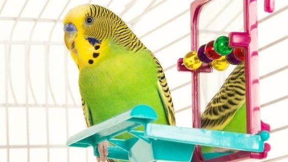 Muhabbetkuşlarının anavatanı Avustralya'dır. Ve oldukça sosyal, sürüyle hareket eden bir yaşam tarzları vardır. Biz ise hayvan sevgimizi bastırmak ve can sıkıntımızı gidermek için onları tek kişilik kafese koyup ayna ile yalnızlıklarını giderdiğimizi sanıyoruz.