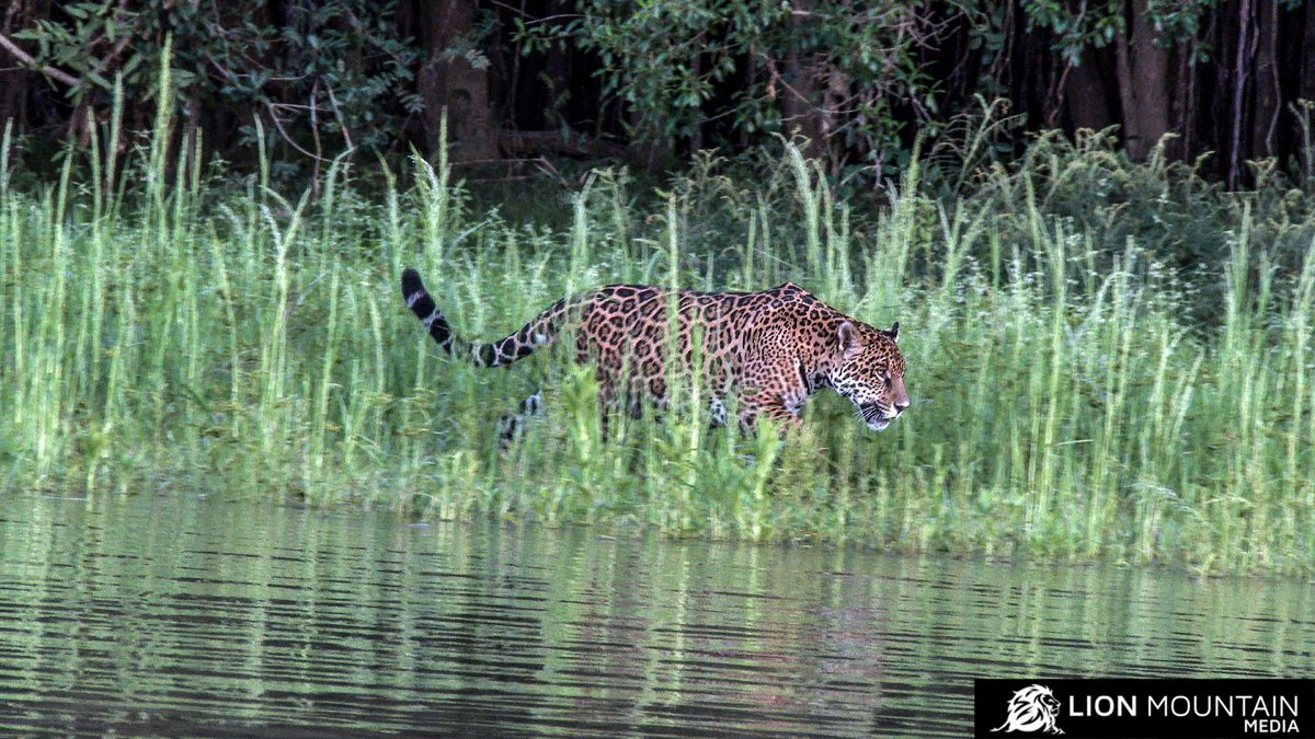 LionMountain_TV's tweet photo. The #jaguar is the largest #cat species in the Americas and the third largest in the world.
#stockfootage π visit https://t.co/YMJsg1KVAw
#bigcats #americancats #cats #bigcatsofinstagram #bigcatsforever #bigcatsinitiative #bigcatswildlife #bigcatsofinsta #bigcatsafari https://t.co/lru3TZSQfd