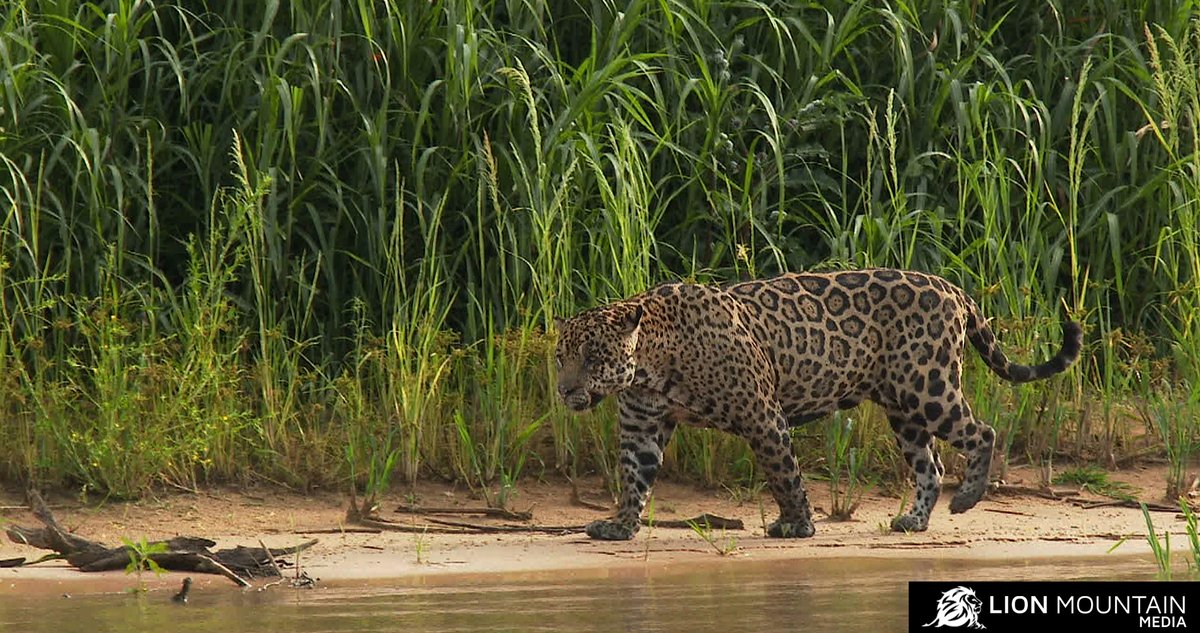 LionMountain_TV's tweet photo. The #jaguar is the largest #cat species in the Americas and the third largest in the world.
#stockfootage π visit https://t.co/YMJsg1KVAw
#bigcats #americancats #cats #bigcatsofinstagram #bigcatsforever #bigcatsinitiative #bigcatswildlife #bigcatsofinsta #bigcatsafari https://t.co/lru3TZSQfd