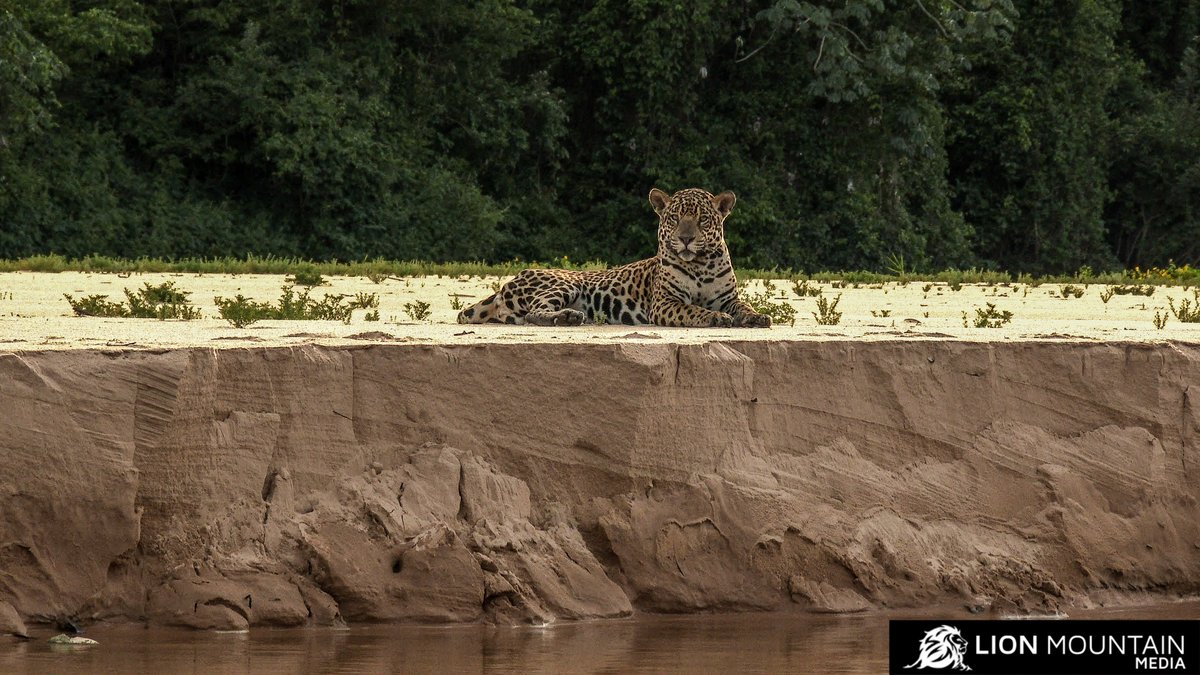 LionMountain_TV's tweet photo. The #jaguar is the largest #cat species in the Americas and the third largest in the world.
#stockfootage π visit https://t.co/YMJsg1KVAw
#bigcats #americancats #cats #bigcatsofinstagram #bigcatsforever #bigcatsinitiative #bigcatswildlife #bigcatsofinsta #bigcatsafari https://t.co/lru3TZSQfd