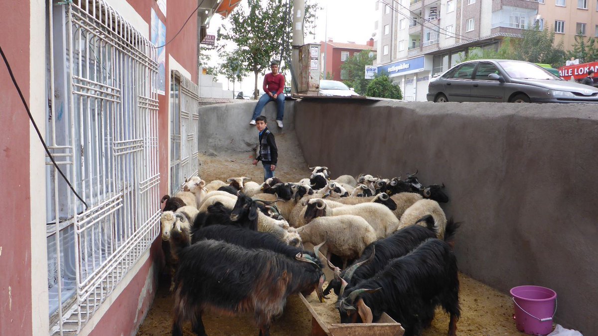 #Türkei: #Schächten - ein blutiges Schlachtritual (Lesen:  zerinnerung.de/weltreise-2014…
