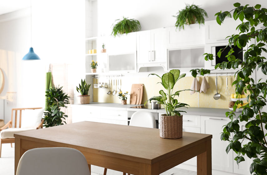 ARCHISIOsocial's tweet photo. Arredare con le piante: scegliere quelle più adatte per la cucina. Utili e belle per decorare casa, sono un’ottima soluzione dove funzionalità e stile dialogano perfettamente!
https://t.co/fmgkpLuFI5 https://t.co/hjowgHoiLD