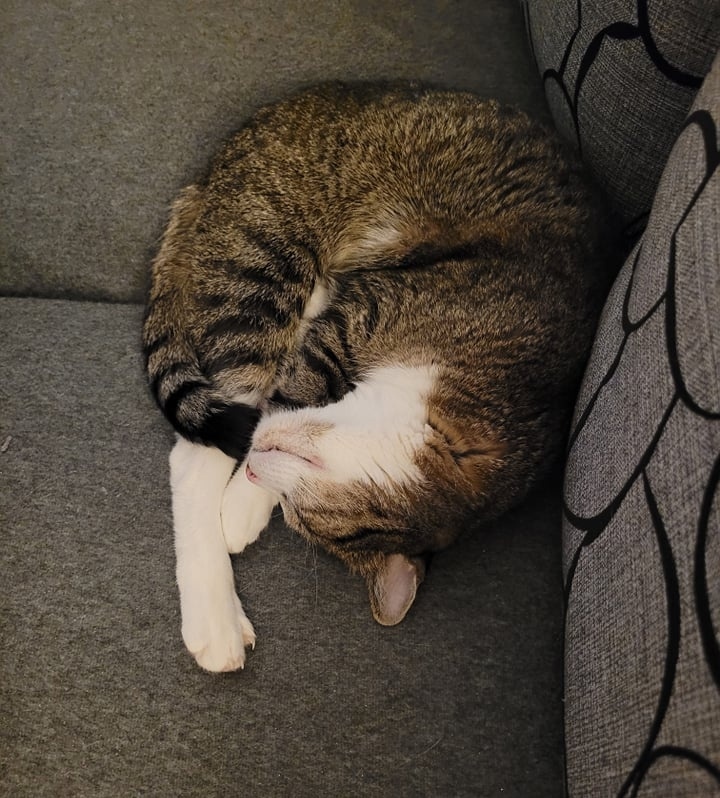 Koci_Blog's tweet image. Pozycje kota 😻 #kociakolyskapl #drzemka #spanie #kotspi #kotywszędzie #catoftheday #catlovers #cats #lovecats kociakolyska.pl