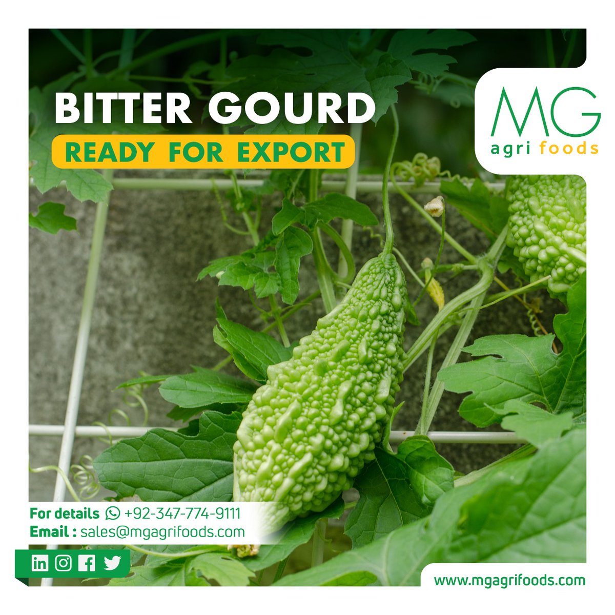 mgagrifoods's tweet photo. Premium quality fresh "𝐁𝐢𝐭𝐭𝐞𝐫 𝐆𝐨𝐮𝐫𝐝" available for export at MG Agri Foods .
𝐏𝐥𝐚𝐜𝐞 𝐲𝐨𝐮𝐫 𝐨𝐫𝐝𝐞𝐫𝐬 𝐧𝐨𝐰!

#mg #mgagrifoods #mahmoodgroup #Pakistan #organic #vegetable #fruit #inseason #bittergourd #topexporters #readytoexport #worldwide https://t.co/bITApXWree